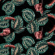 Rote tropische Maranta