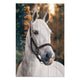 Obraz Wood White Horse