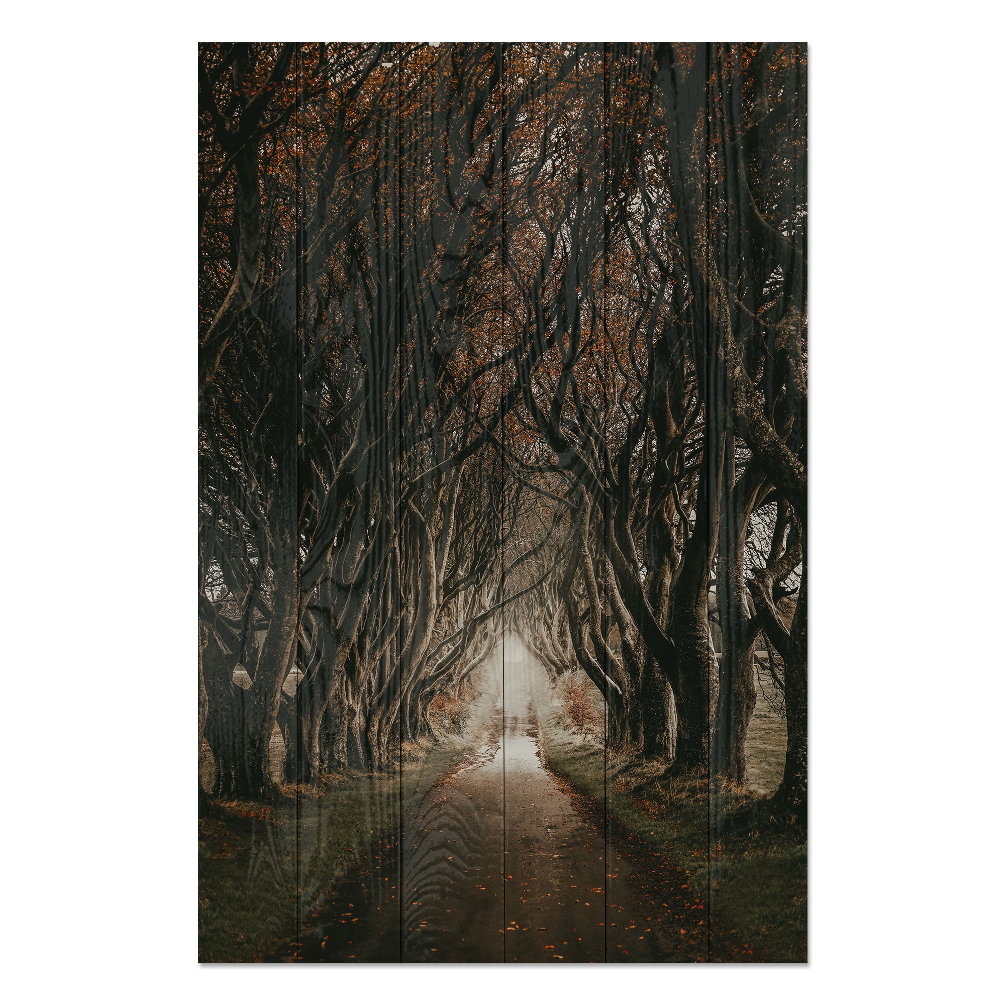 Obraz Wood Road among the Trees-30x40 cm