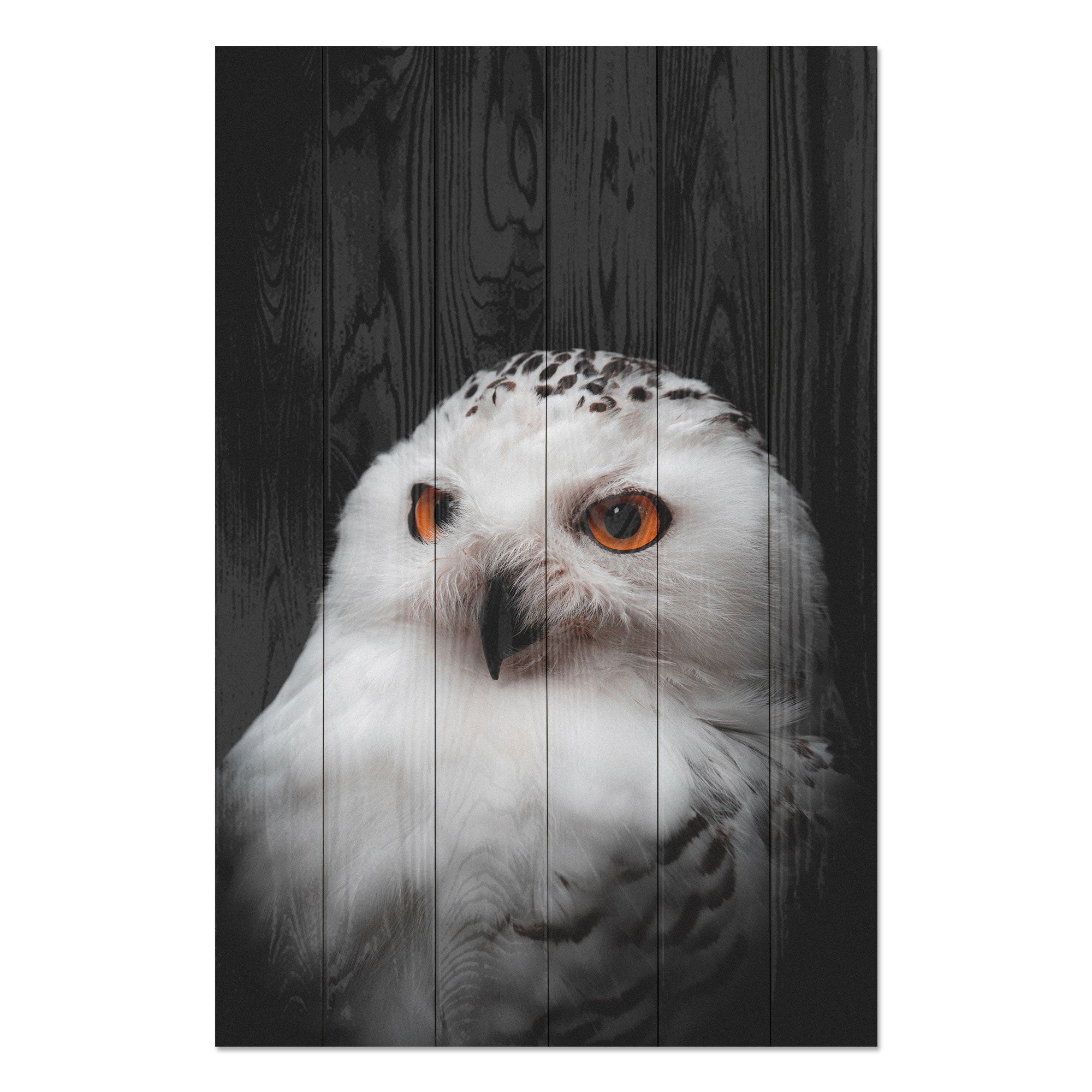 Obraz Wood Owl Portrait-40x60 cm