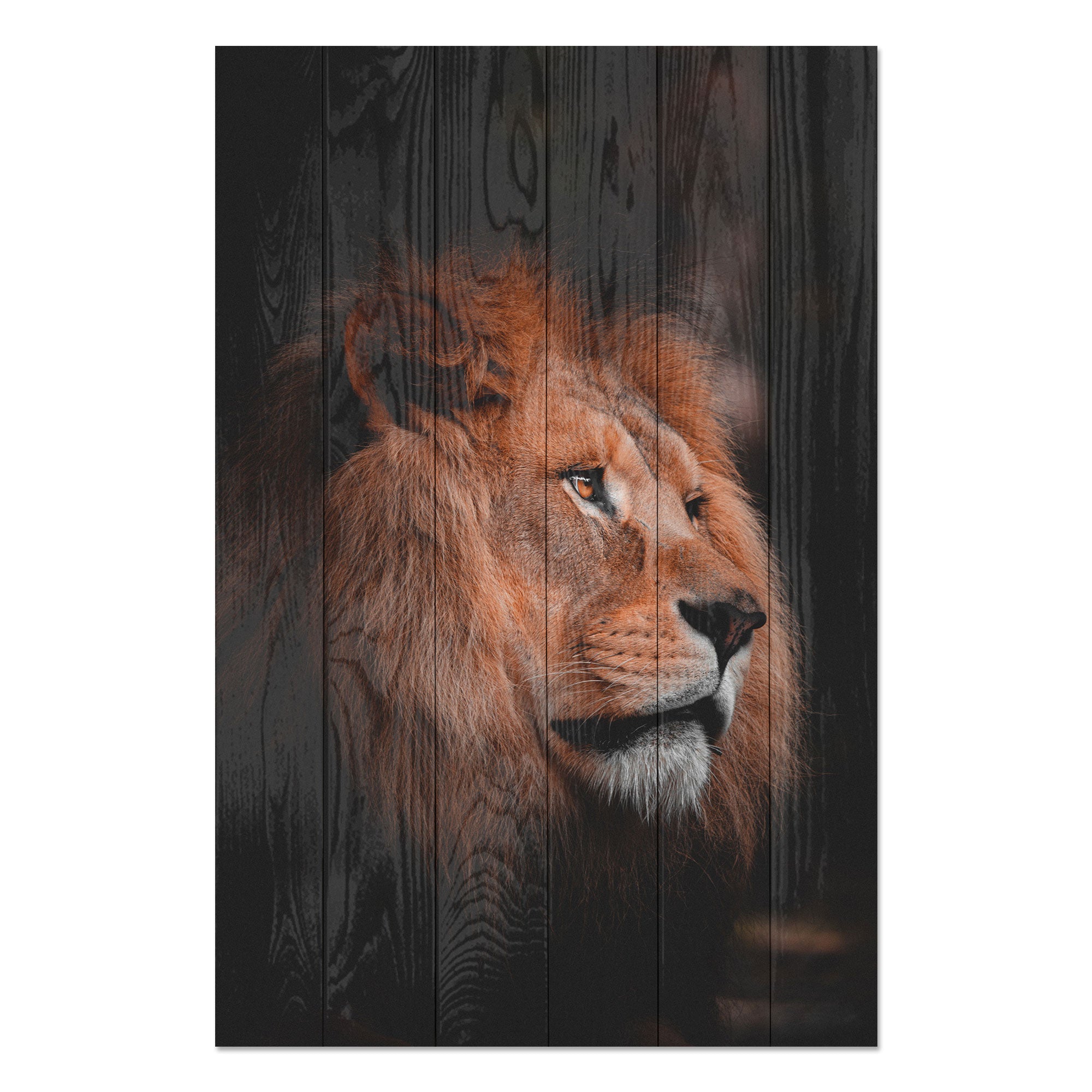 Obraz Wood Lion Profile-50x70 cm