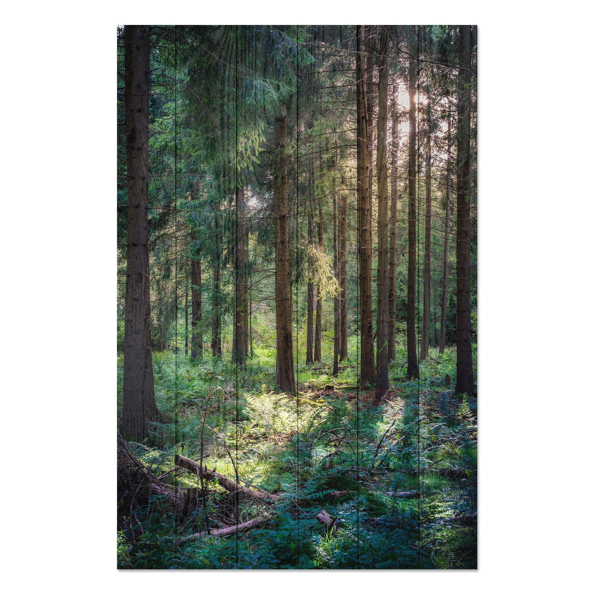 Obraz Wood Les ráno-20x30 cm