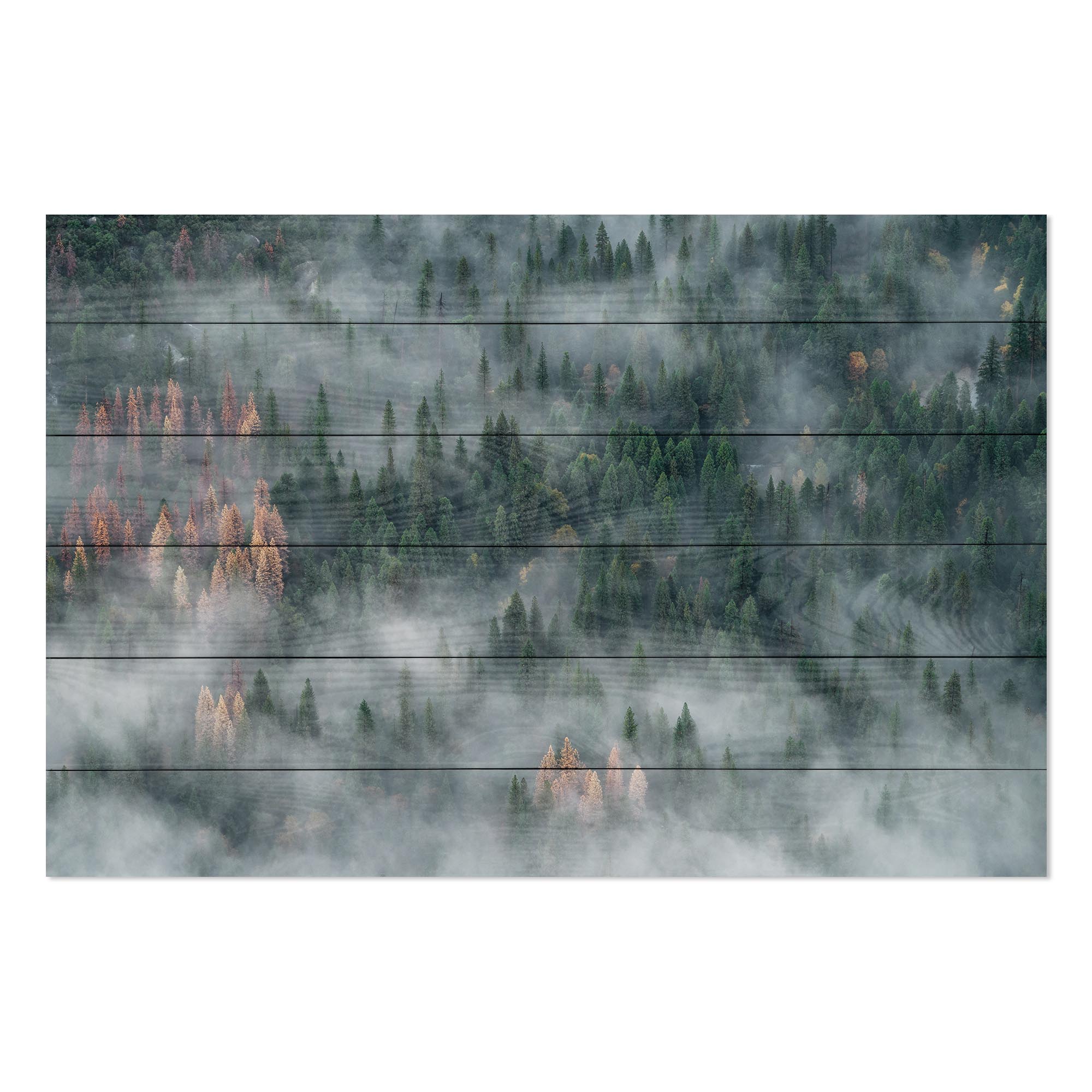 Obraz Wood Forest After Rain-20x30 cm
