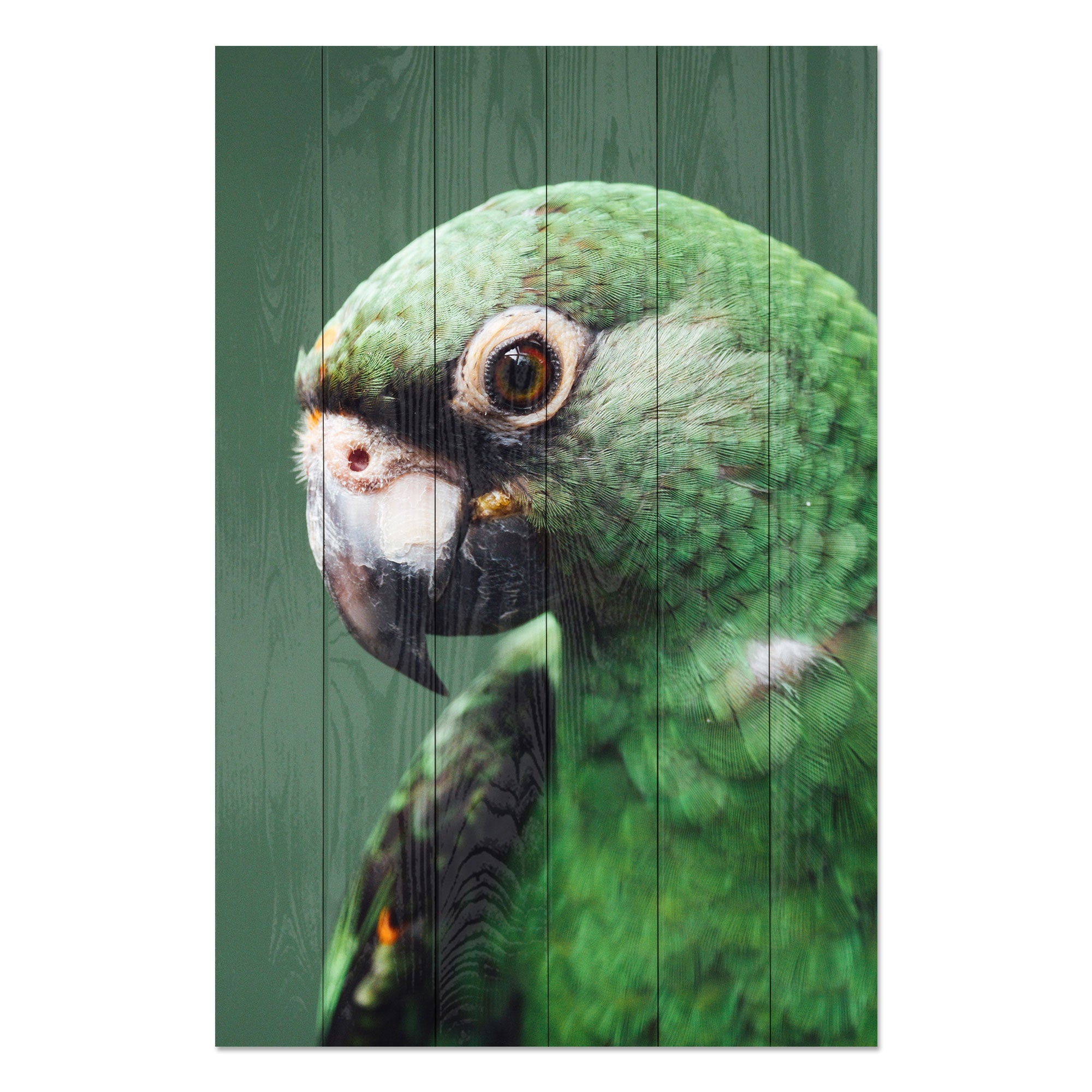 Obraz Wood Parrot