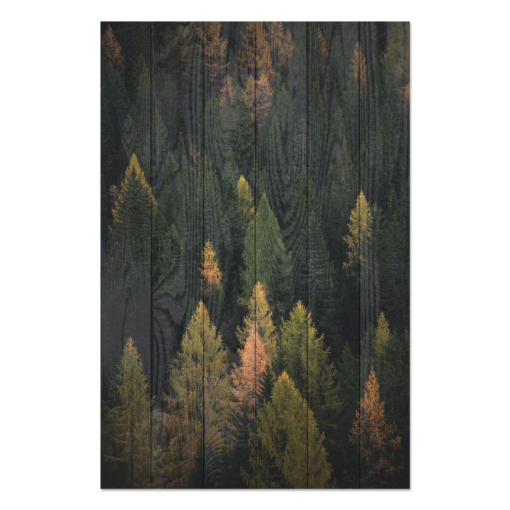 Obraz Wood Coniferous Forest