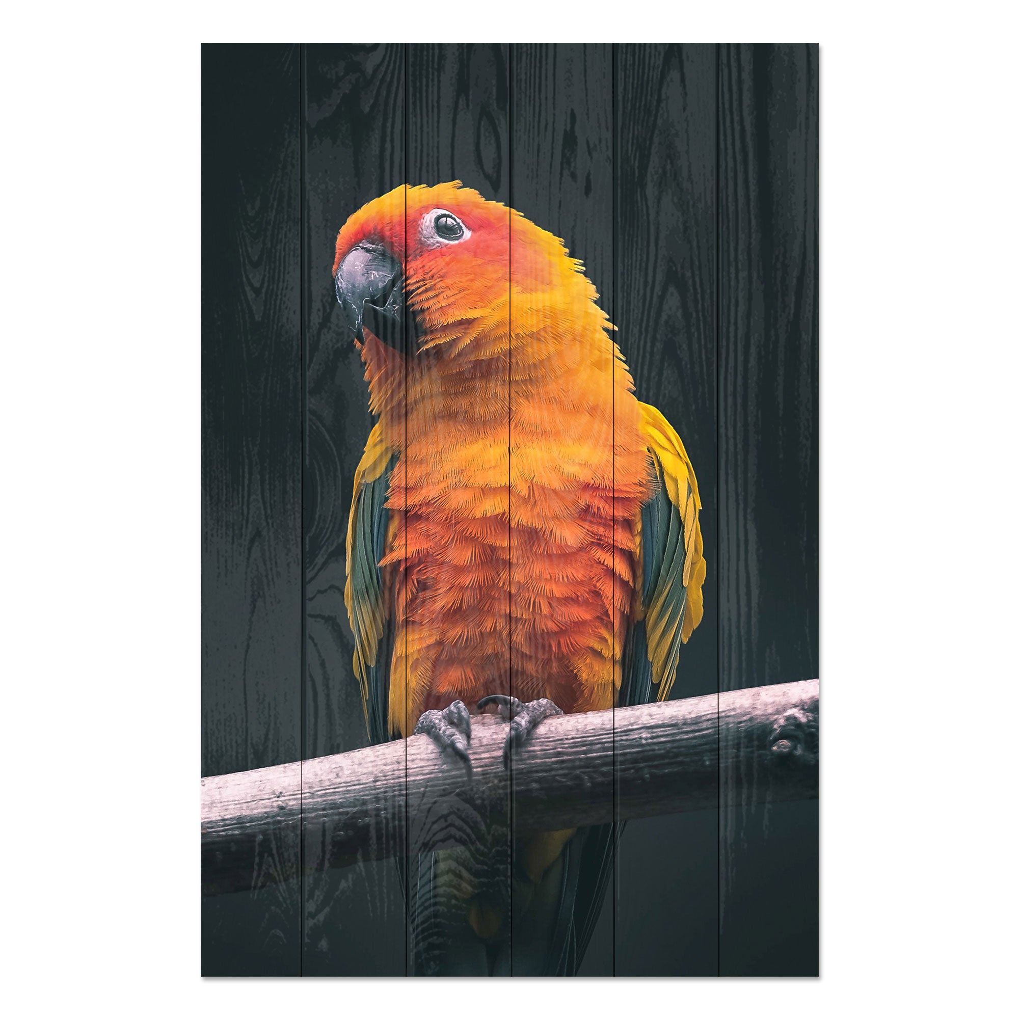 Obraz Wood Papuga-20x30 cm