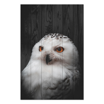 Obraz na drewnie Owl Portrait